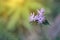 Soft focused of purple grass flowers blooming in blurred background