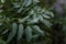 Soft focused shot of acacia tree leaves with raindrops or dew