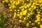 Soft focused shot of beautiful yellow flowers on blurry background. Spring blossom