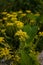 soft focused shot of beautiful yellow wildflowers with snail on one of them, vertical shot