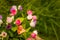 Soft focused shot of decorative  artificial flowers with a bee on green grass background. Spring blossom concept.