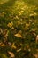 Soft focused shot of yellow autumn leaves on lawn with green grass in sunset light with boke. Season change, early fall nature