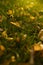 Soft focused shot of yellow autumn leaves on lawn with green grass in sunset light with boke. Season change, early fall nature