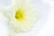 Soft focused White-yellow narcissus on the white background. Close up, macro photo. Beautiful spring flowers. Natural wallpaper