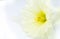 Soft focused White-yellow narcissus on the white background. Close up, macro photo. Beautiful spring flowers. Natural wallpaper