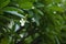 Soft frangipani flower or plumeria flowe, that white and yellow petal