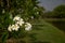 Soft frangipani flower or plumeria flower Bouquet on branch tree