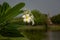 Soft frangipani flower or plumeria flower Bouquet on branch tree