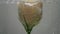 Soft fresh cream-colored rose is found in crystal clear water, covered with air bubbles. Water is refilled with a jet