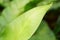 Soft fresh green leaf with dew drops of Bird`s nest fern called in another mane is Crow`s nest fern, is an epiphytic plant in