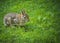 A soft and fuzzy bunny sitting in the grass