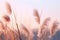 Soft gently wind grass flowers in aesthetic nature of early morning misty sky background. Quiet and calm image in minimal zen mood