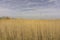 Soft golden grass in the pasture farmland, trees in background under white fluffy cloudy and blue sky