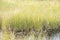 Soft Grass in a Marshy Area #1