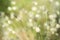 Soft grass plant background