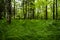 Soft Grasses Fill The Forest Floor Along Balsam Mountain Trail