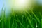 Soft green grass background