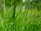 Soft green image of grass blade close-up with blurred green background