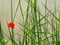 Soft green image of grass blade close-up and blurred red poppy flower in the background