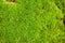 Soft Green moss close-up nature abstract background