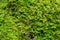 Soft green mossy woodland floor natural background