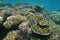 Soft and hard corals underwater reef New Caledonia