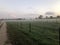 Soft hazy landscape with grass, dirt road and fencing