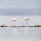 Soft and high key processing of three Greater Flamingos, Phoenicopterus roseus, feeding in the shallows of Lake Nakuru, Kenya