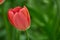 Soft  image of beautiful red tulip on green background. Greeting card for woomen with copyspace for your text