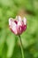 Soft  image of beautiful violet tulip on green background. Greeting card for woomen with copyspace for your text