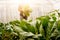 Soft image man harvest organic Chinese kale in the Greenhouse nu