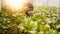 Soft image man harvest organic Chinese kale in the Greenhouse nu