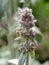 Soft Lambs ear or Stachys byzantina or Woolly hedgenettle