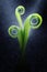Soft leaves of the Bird\'s nest fern in the rains