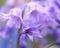 Soft looking purple flower pink metallic look leaves on flowers