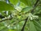 Soft macro focus delicate small flowers of Elaeagnus umbellata. Spring miracle of this blooming plant. Selective focus.