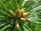 Soft macro focus of yellow cluster pollen-bearing male cones microstrobiles at the tip of Pitsunda pine Pinus brutia pityusa b