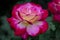 Soft macro of a tender rose Double Delight with red and white petals. Daylight.