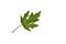 A soft maple leaf isolated on pure white