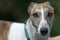 Soft medium full frame portrait of a pet dog looking at camera