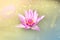 Soft mood violet pink lotus blossom in dreamy yellow sun light w