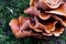 Soft mushroom cluster