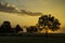 A soft orange countryside sunrise shines through a silhouetted tree.