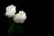 Soft pair of classic white roses against dark background