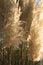 Soft pampas grass