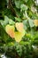 Soft peak Leaves bodhi tree