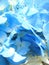 Soft petal of blue Hydrangea