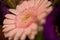 Soft Petal Elegance: A Close-up of a Gerbera Daisy