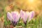 Soft photo of crocus flower