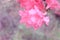 Soft pink azalea background with blooms slightly in focus in upper right and the rest a blur